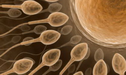 Sperm Banks